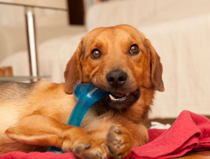 Pet Dental Care in Apopka